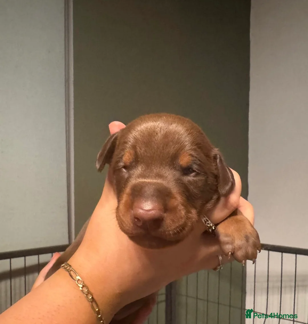 Dobermann dogs for sale: Chocolate & Isabella Doberman puppies for sale  - Advert 22