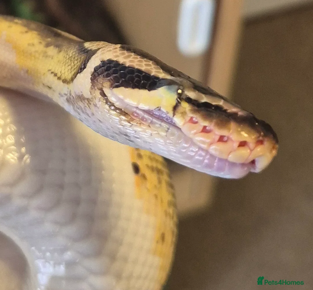 Python Snake reptiles for sale: 2x Royal Pythons for sale Female and Male  - Advert 2