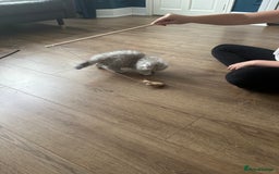 British Longhair cats for sale: Stunning fluffy Maine coon x british longhair  - Image 36