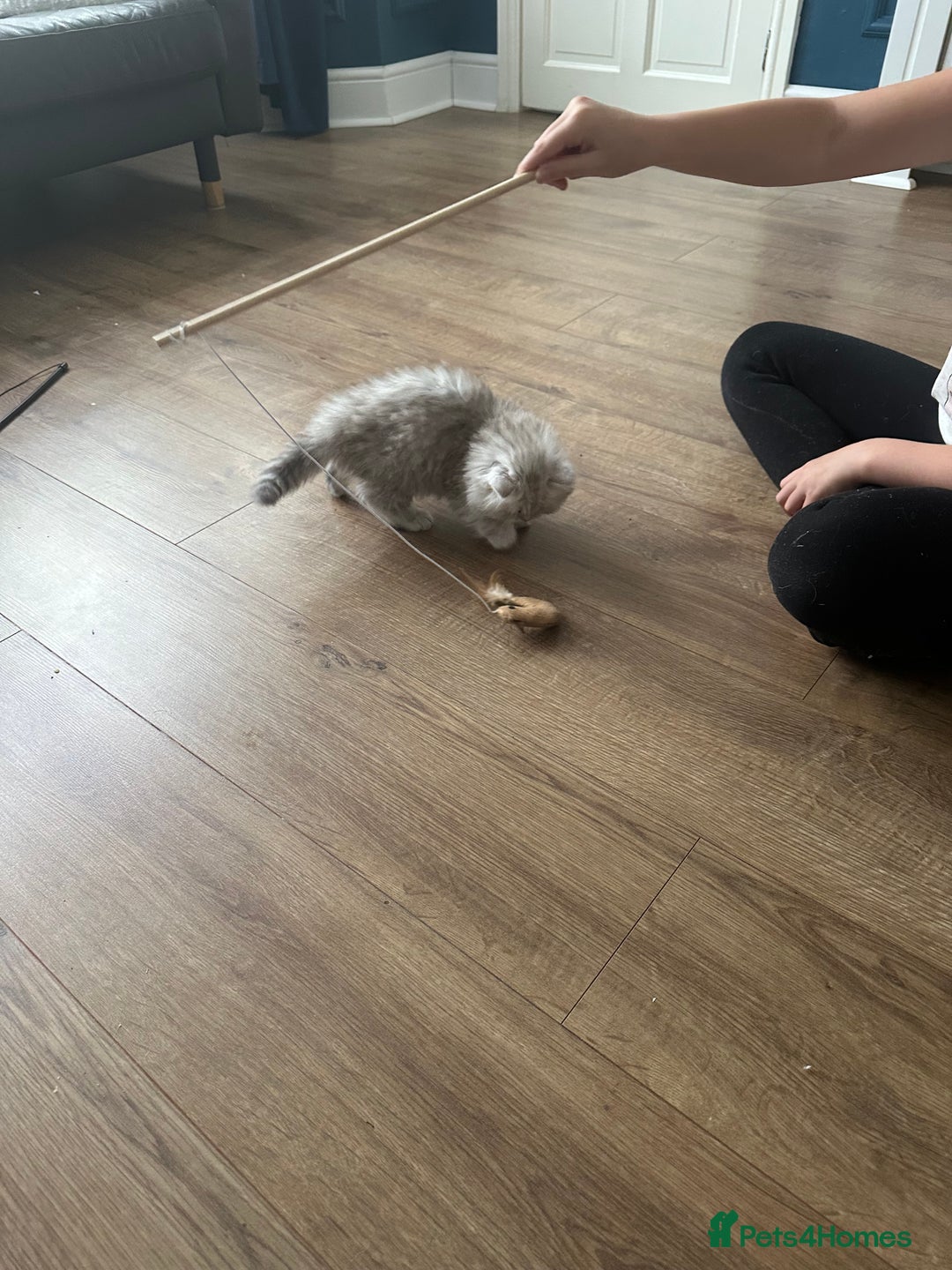 British Longhair cats for sale: Stunning fluffy Maine coon x british longhair  - Image 36