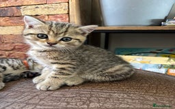 British Shorthair cats for sale: 💎Rare Silver & Spotted BSH Kittens ns 12 & n 24🐾 - Image 17