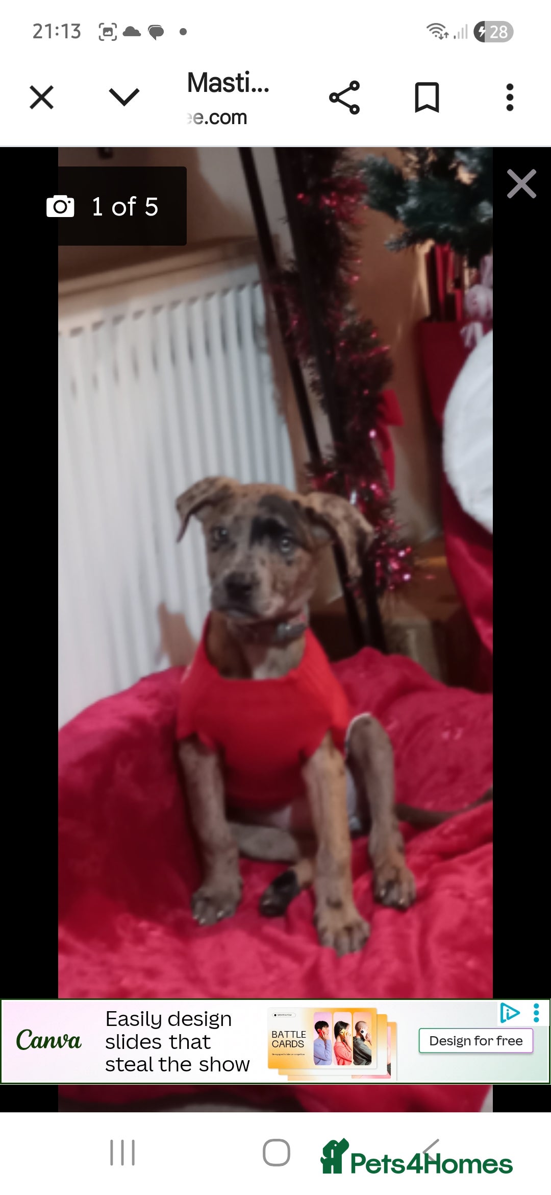 Mixed Breed dogs for sale: Stunning Mastiff x Girl Puppy - Advert 8