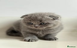 Scottish Fold cats for sale: Adorable 2 Scottish Fold and 1 Scottish straight  - Image 5
