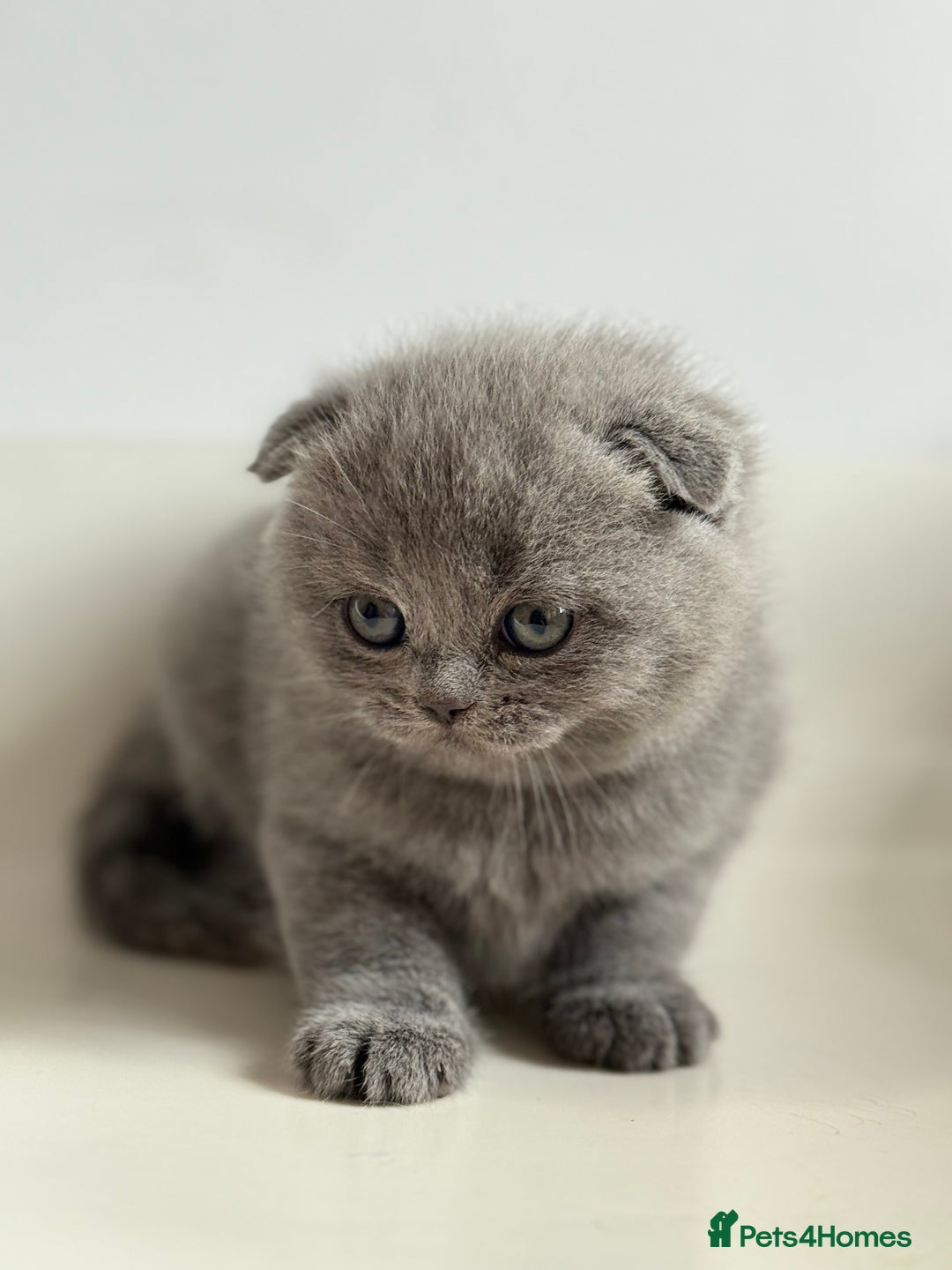 Scottish Fold cats for sale: Adorable 2 Scottish Fold and 1 Scottish straight  - Image 5