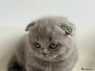 Scottish Fold cats - Advert 4