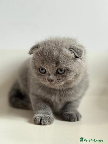 Scottish Fold cats - Advert 5