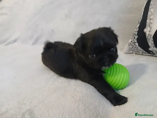 Pug dogs for sale: KC Registered Pug Puppies 🩷💙😍💙🩷 - Advert 1