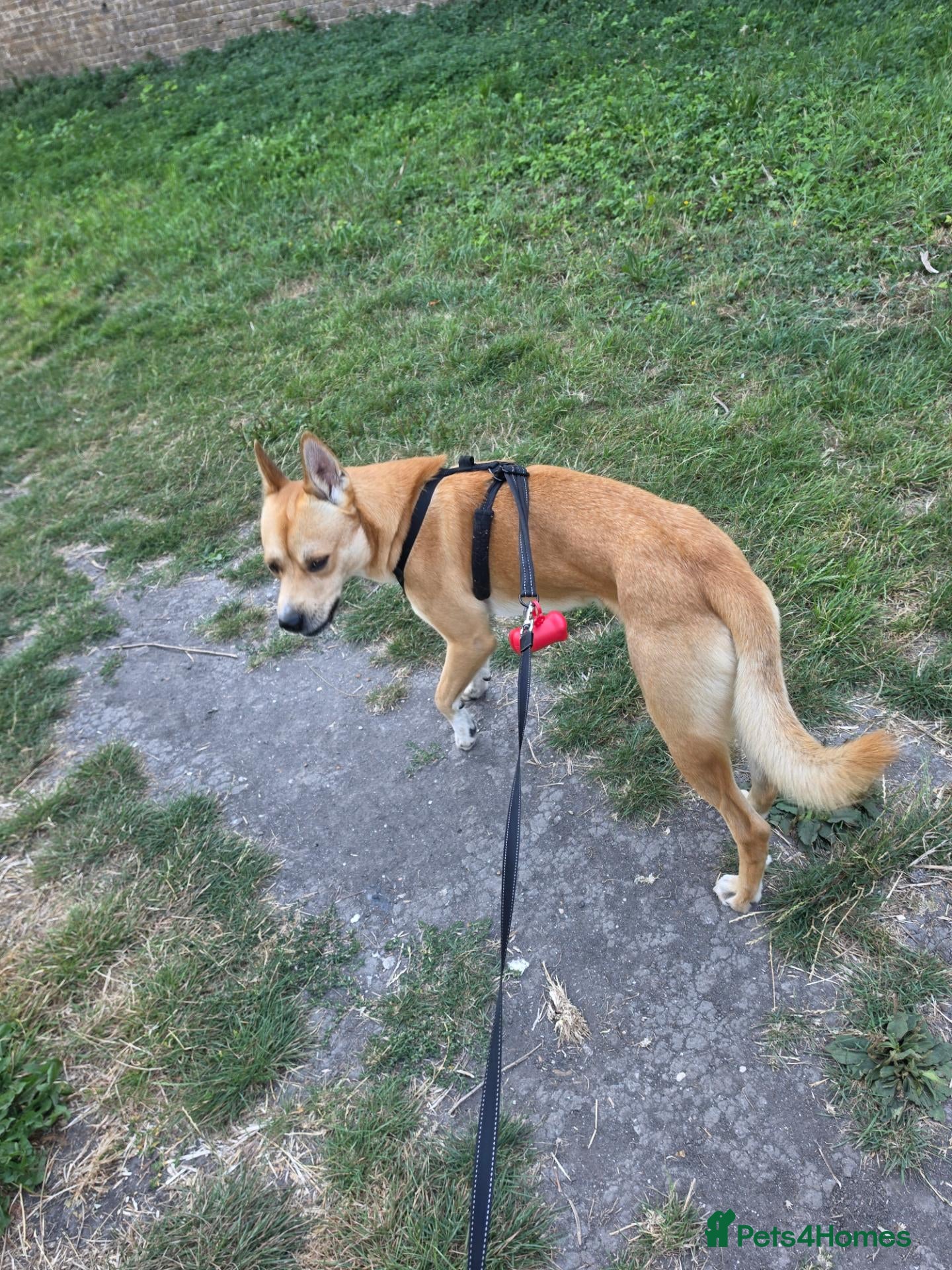 Mixed Breed dogs Dog breed is a Dingo - Advert 1