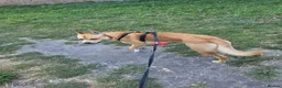 Mixed Breed dogs for sale: Dog breed is a Dingo - Advert 1