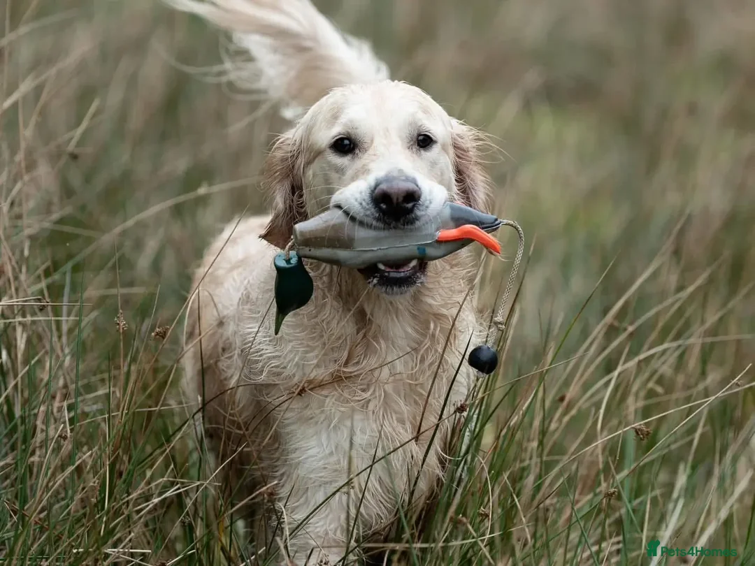 Golden Retriever dogs for stud: Kind, intelligent, fully health tested therapy dog - Advert 32
