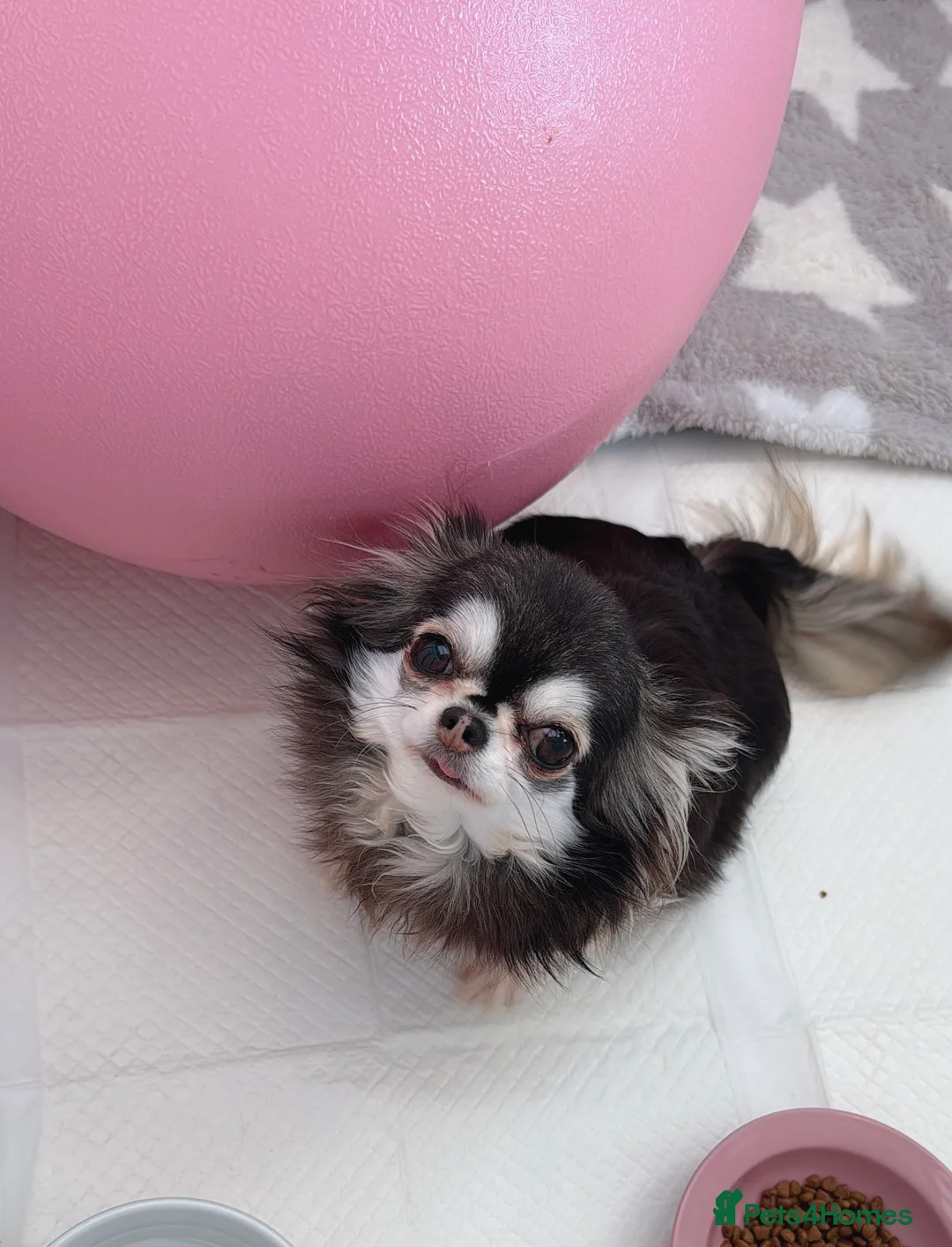Chihuahua dogs for sale: Long haired chihuahuas  - Advert 4