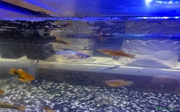 Platies fish for sale: Platy and danios - Image 6