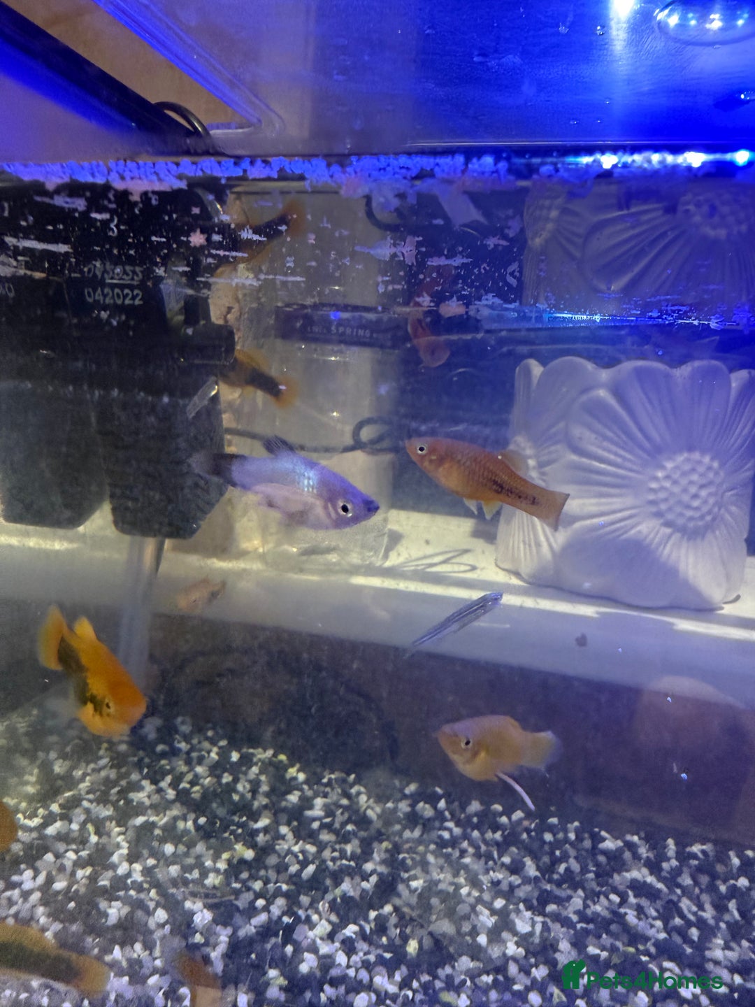 Platies fish for sale: Platy and danios - Image 6