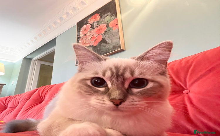 Ragdoll cats - Advert 13