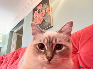 Ragdoll cats - Advert 9