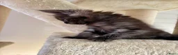 Maine Coon cats for sale: 🖤LAST BLACK SMOKE GIRL🖤 - Advert 6