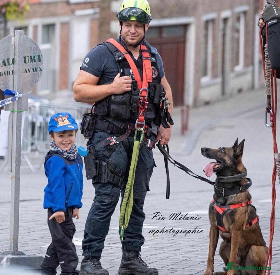 Belgian Shepherd Dog dogs for sale: KC registered Belgian Malinois – Stable,Balanced🐾 - Image 25