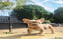 French Bulldog dogs for sale: Beautiful French bulldogs - Image 34
