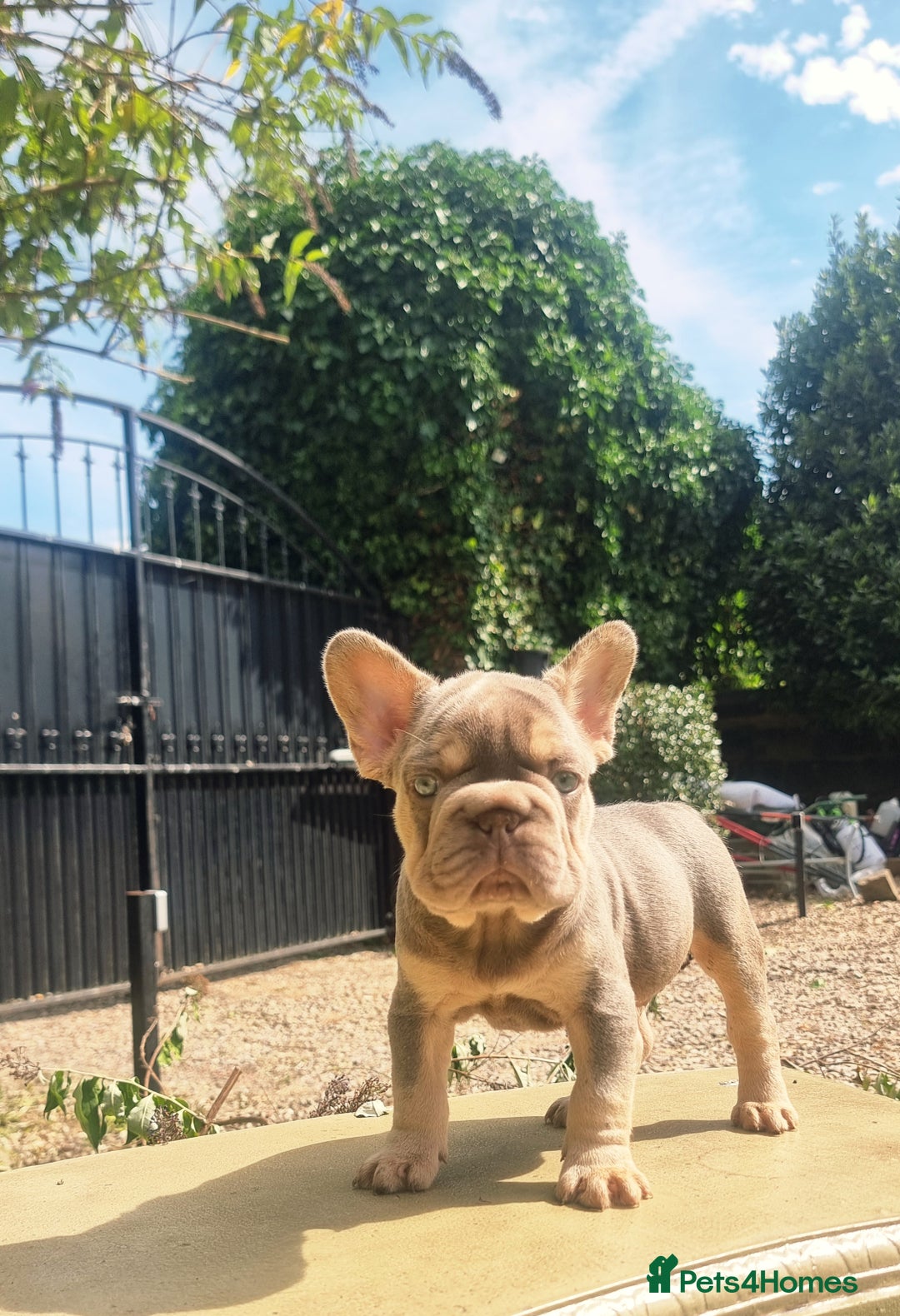 French Bulldog dogs for sale: Beautiful French bulldogs - Image 34