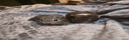 Guinea Pig rodents for sale: TWO PAIRS of male baby guinea pigs for sale.  in Bolton - Advert 5
