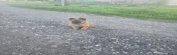 Belgian Shepherd Dog dogs for sale: Belgian malinois in Mansfield - Advert 7