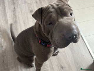 Mixed Breed dogs Chase - Sharpei X Corso - Advert 6