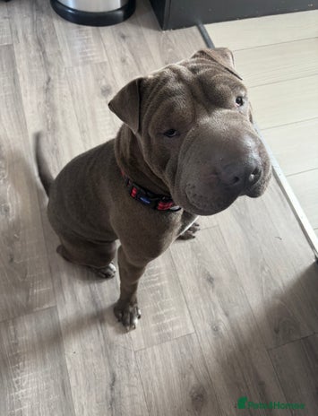 Mixed Breed dogs Chase - Sharpei X Corso - Advert 6