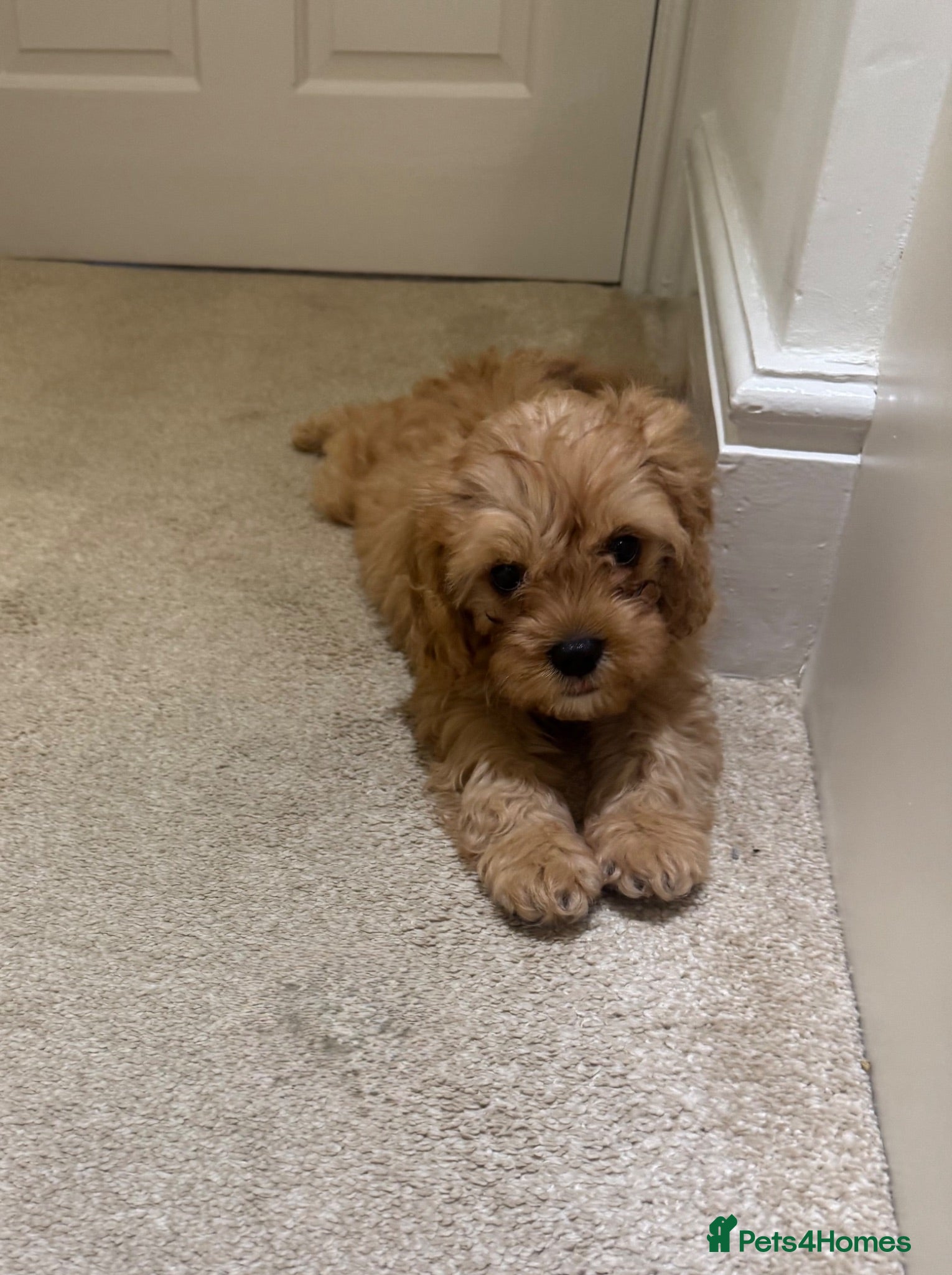 Cavapoo dogs Female f1 cavapoo fully vaccinated  - Advert 2
