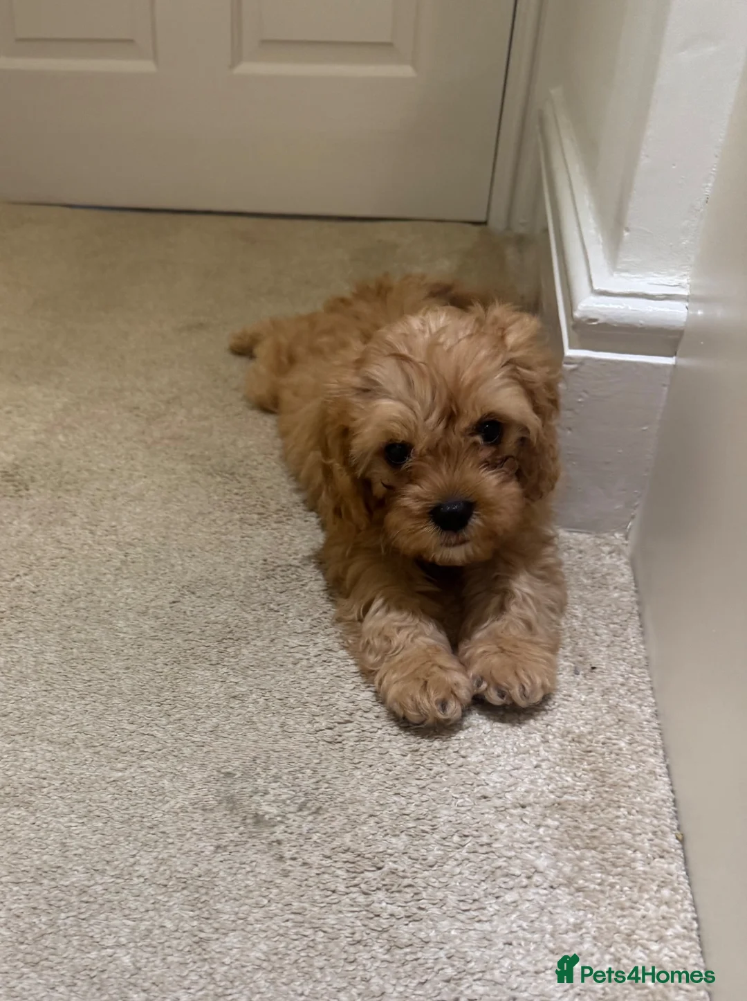 Cavapoo dogs for sale: Female f1 cavapoo fully vaccinated  - Advert 2