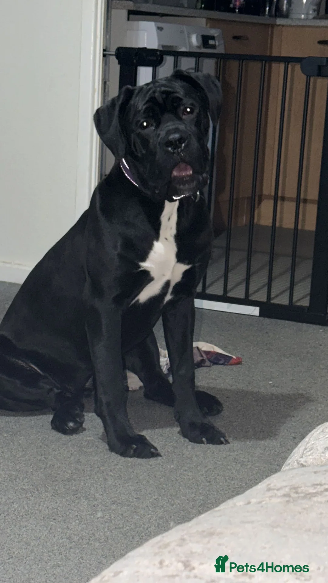 Cane Corso dogs for sale: Puppy looking for home  - Advert 2