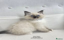 Ragdoll cats for sale: 🐾Stunning Ragdoll Kittens🧬DNA🏆ChampParents🐾 - Image 6