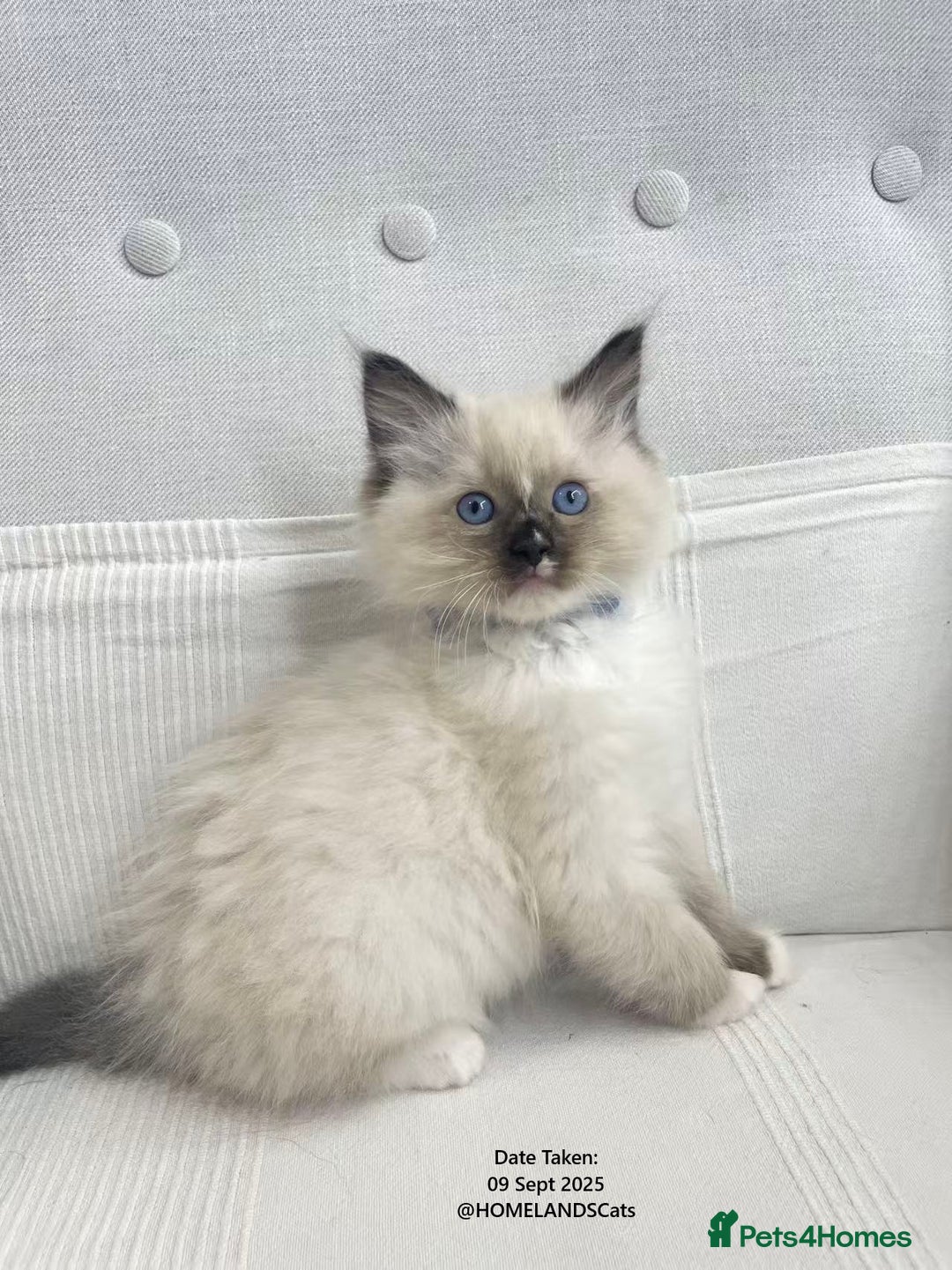 Ragdoll cats for sale: 🐾Stunning Ragdoll Kittens🧬DNA🏆ChampParents🐾 - Image 6