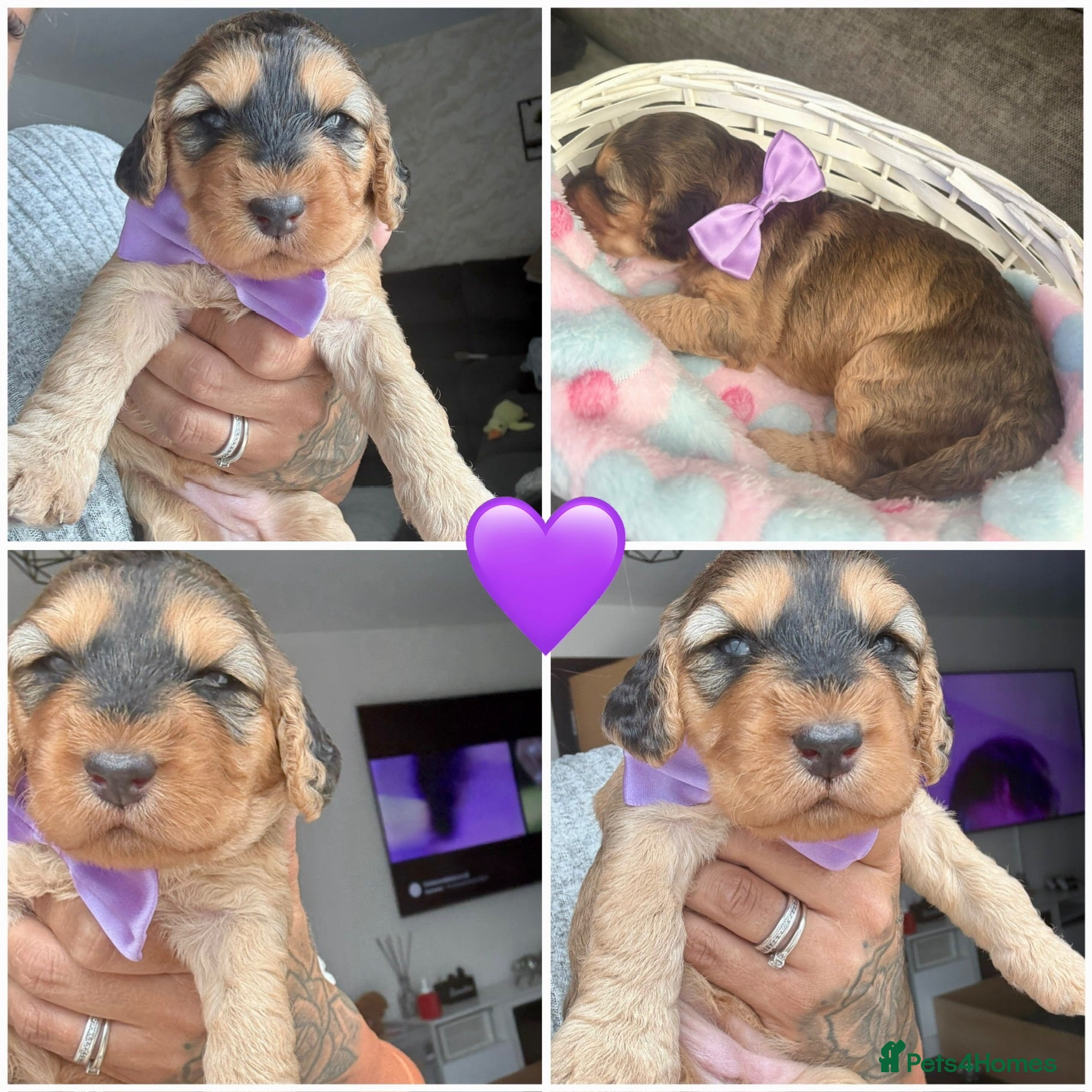 Cockapoo dogs Beautiful F2 cockapoo puppies  - Advert 1