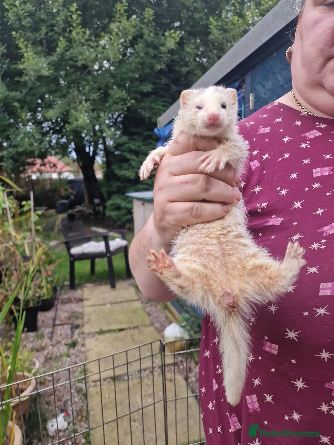 Ferret rodents for sale: Kits for sale - Image 3