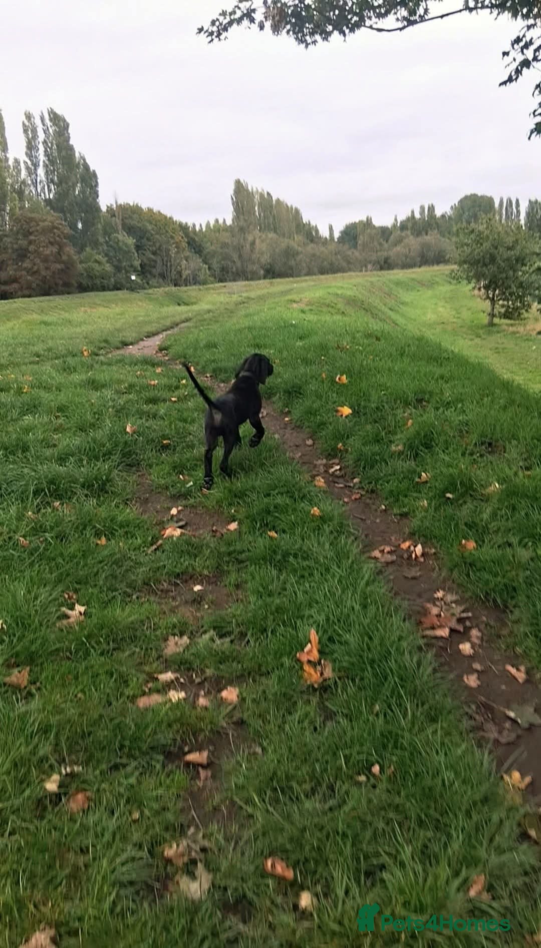 Mixed Breed dogs for sale: Weirnermer x Visla x GSP - Advert 7