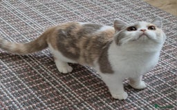 British Shorthair cats for sale: Tortie female British shorthair  - Image 3