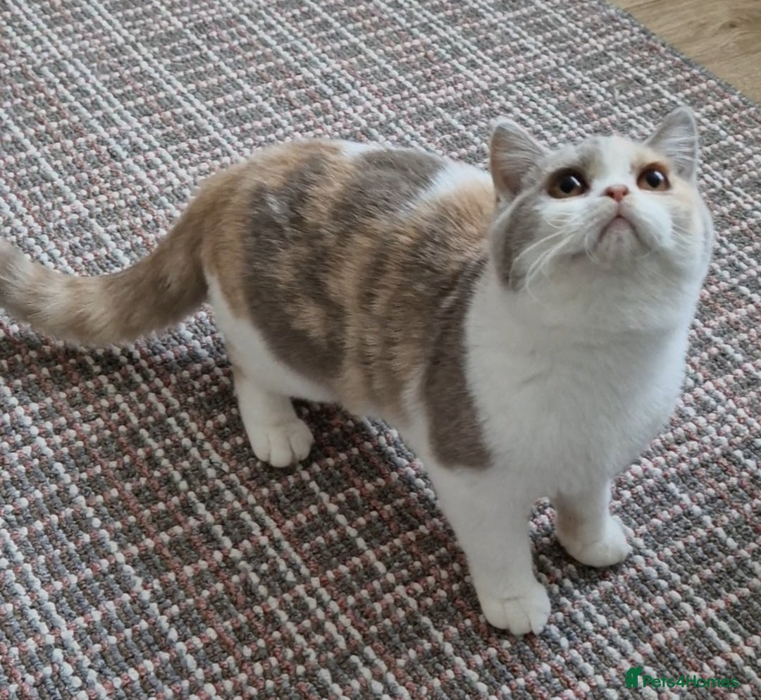 British Shorthair cats for sale: Tortie female British shorthair  - Image 3
