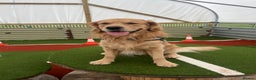 Golden Retriever dogs for stud: KC Registered Golden Retriever Stud - Advert 9