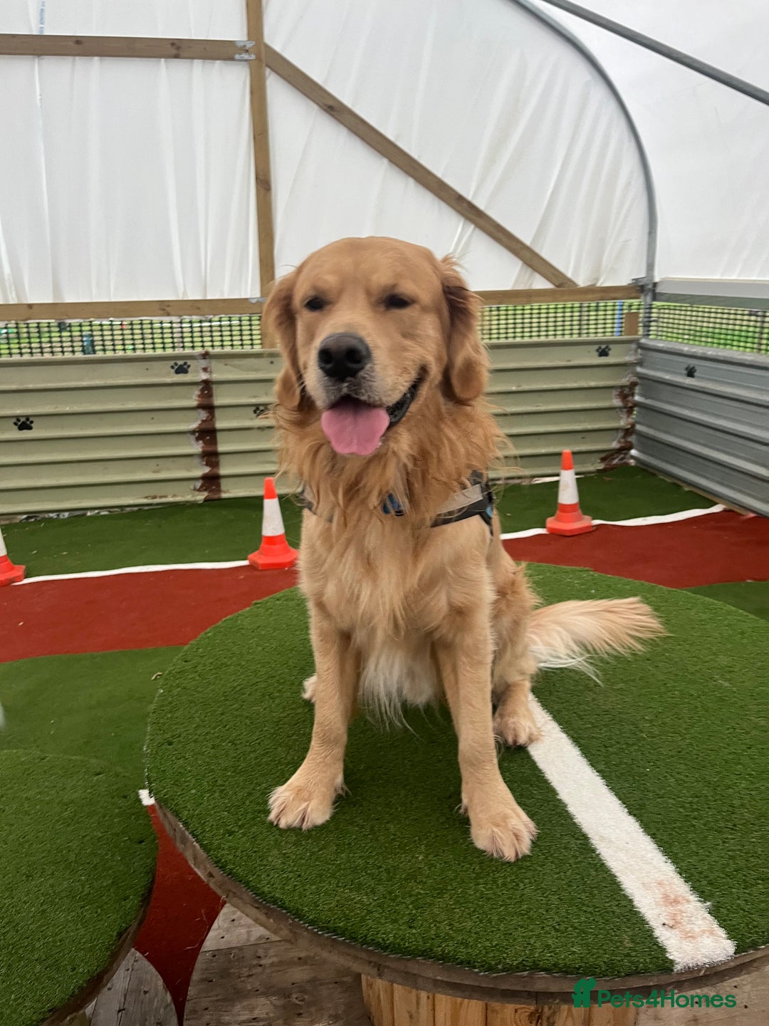 Golden Retriever dogs for stud: KC Registered Golden Retriever Stud - Advert 9