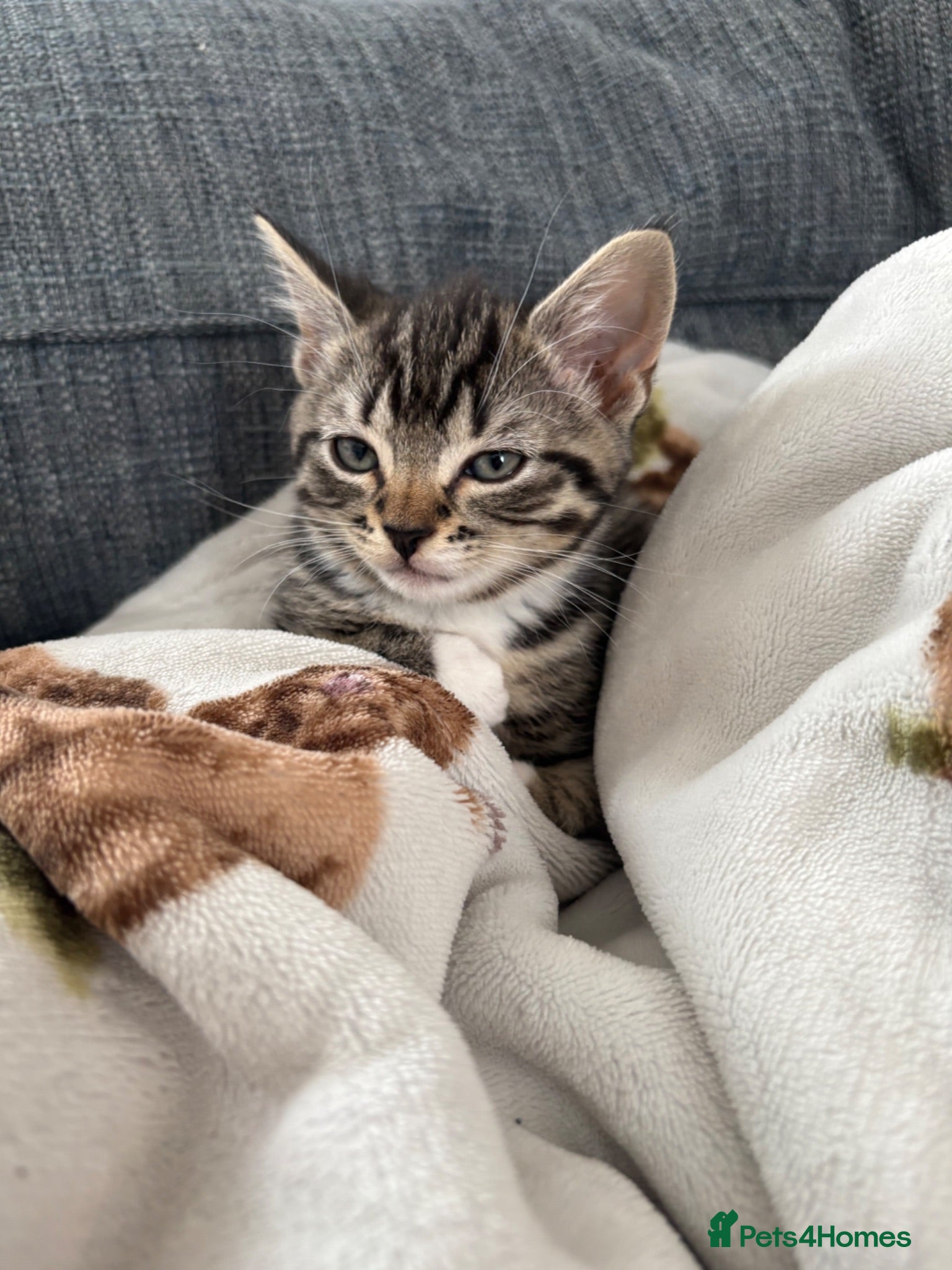 Mixed Breed cats Gorgeous kittens for sale - Advert 9