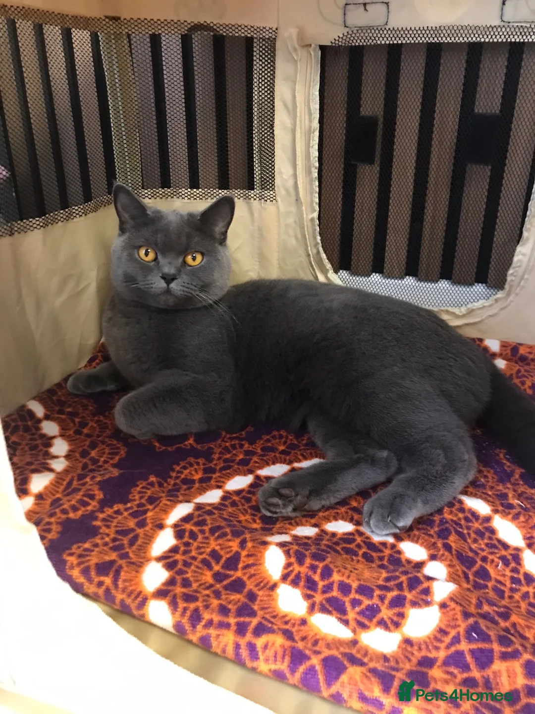 British Shorthair cats for sale: British Shorthair Kittens Available - Advert 27