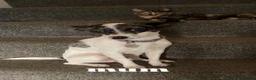 Jack Chi dogs for sale: Beautiful jack-chi babies - Advert 8