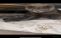 Scottish Fold cats for sale: Adorable Scottish Fold x British Shorthair Kitten - Image 3