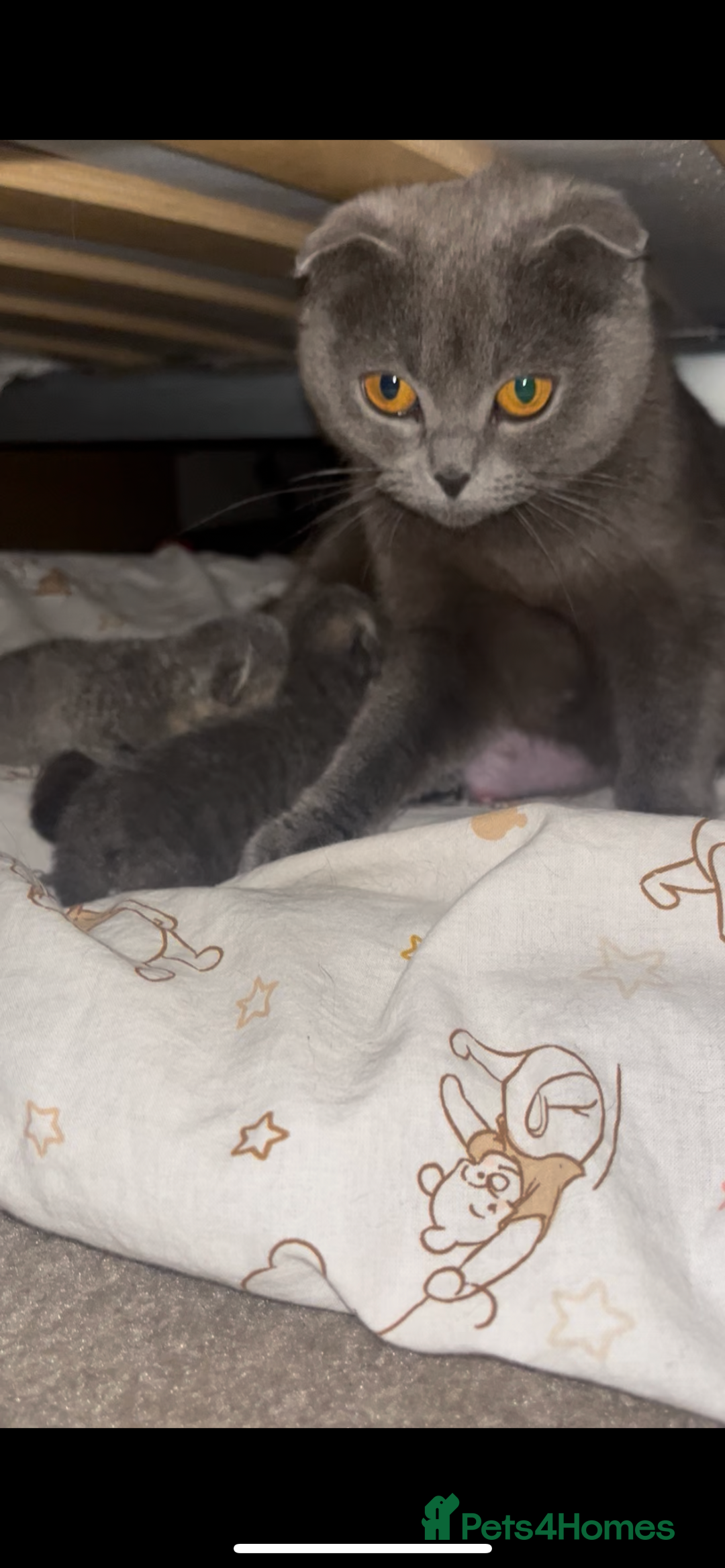 Scottish Fold cats for sale: Adorable Scottish Fold x British Shorthair Kitten - Image 3