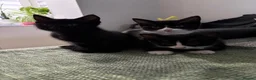 Domestic Shorthair cats for sale: Kittens for sale in Dunstable - Advert 5