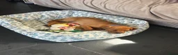 Labrador Retriever dogs for sale: Red fox lab puppy  - Advert 3