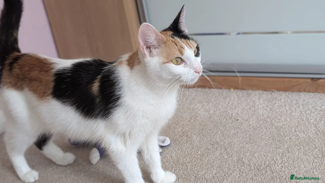 Maine Coon cats for sale: Maincoon cross mother x British shorthair dad in Worksop - Advert 1