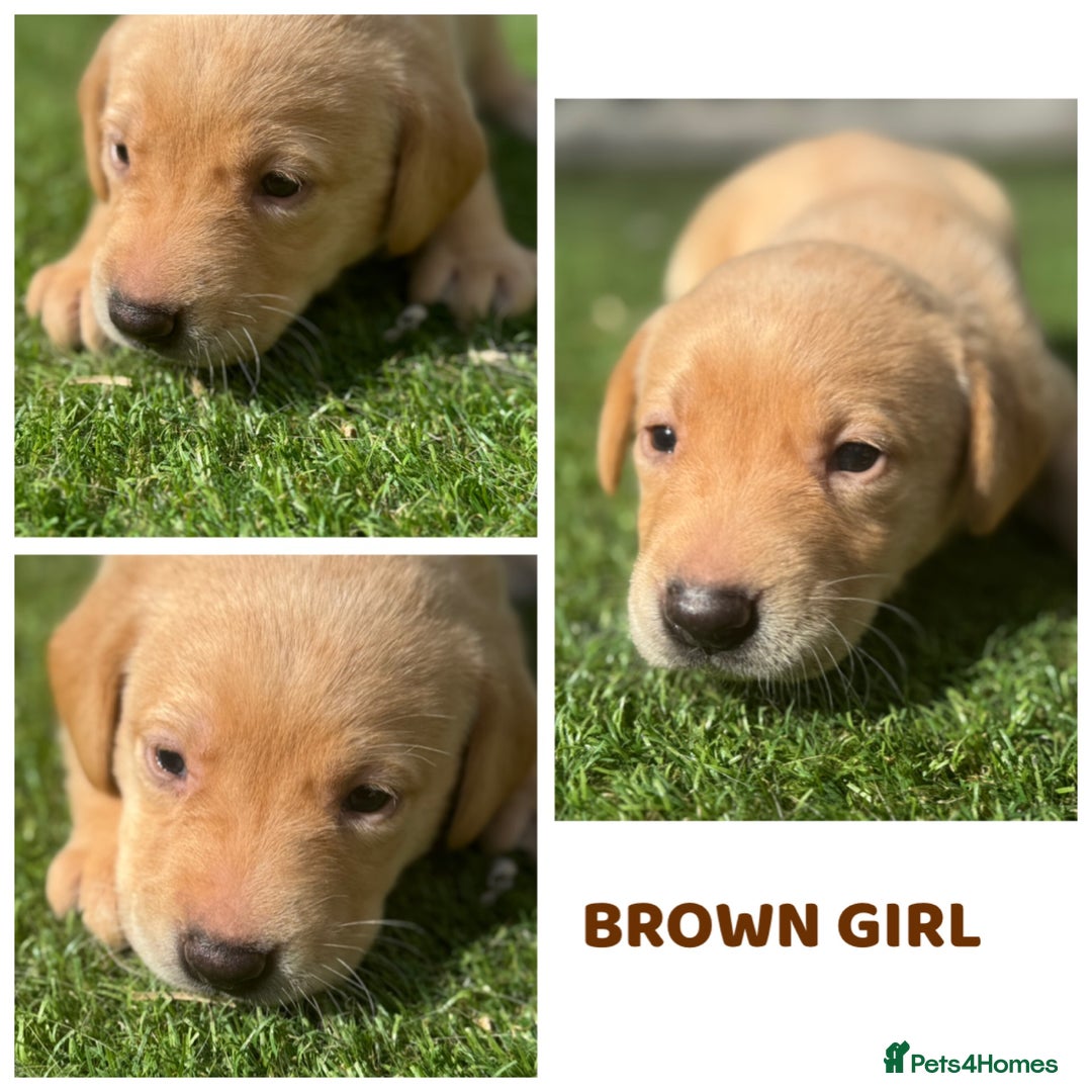 Labrador Retriever dogs for sale: Beautiful top kc line Labrador puppy’s  - Image 8