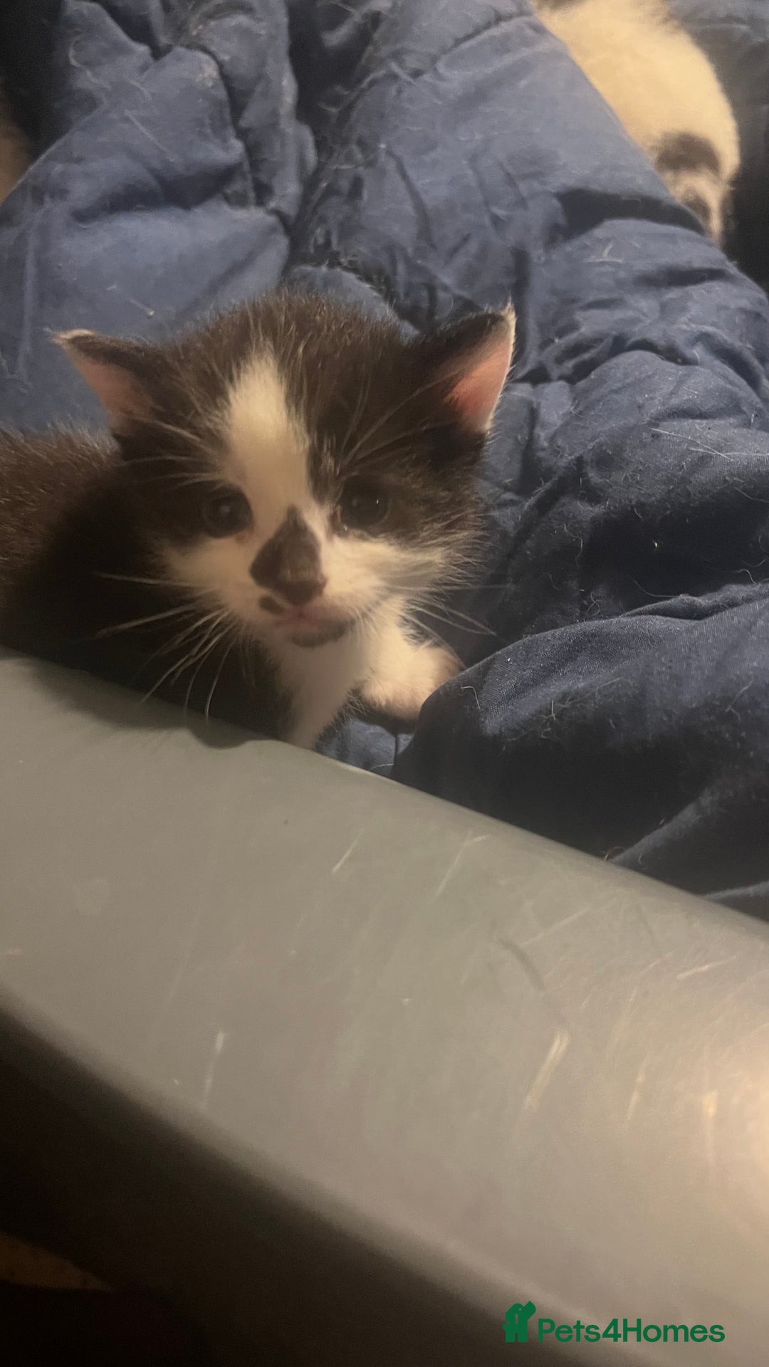 Mixed Breed cats for sale: Kittens in need of a loving forever home - Advert 5