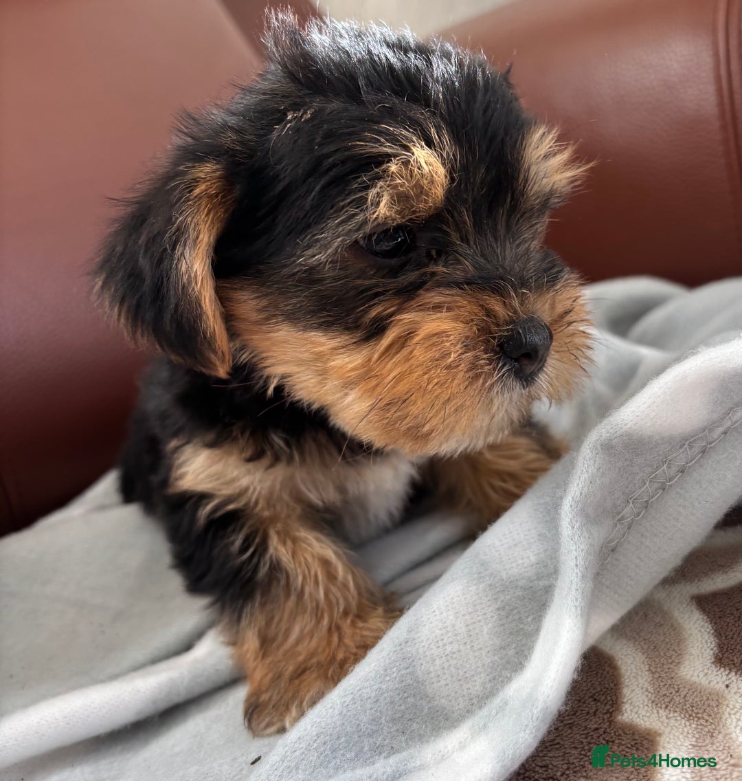 Mixed Breed dogs for sale: Yorkshire terrier/Jack Russell - Image 17